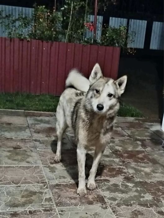 Сибірська лайка місто Тернопіль