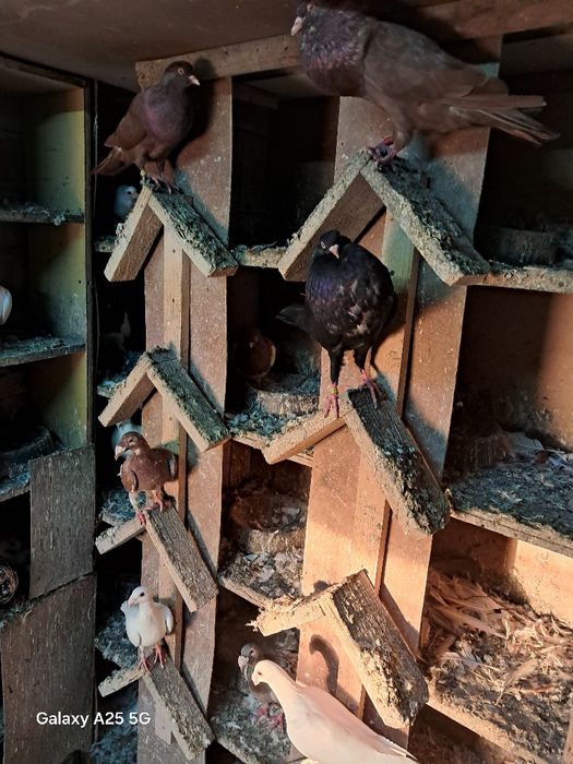 Sprzedam gołębie, likwidacja hodowli