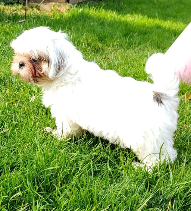 Piękna Shih Tzu z rodowodem