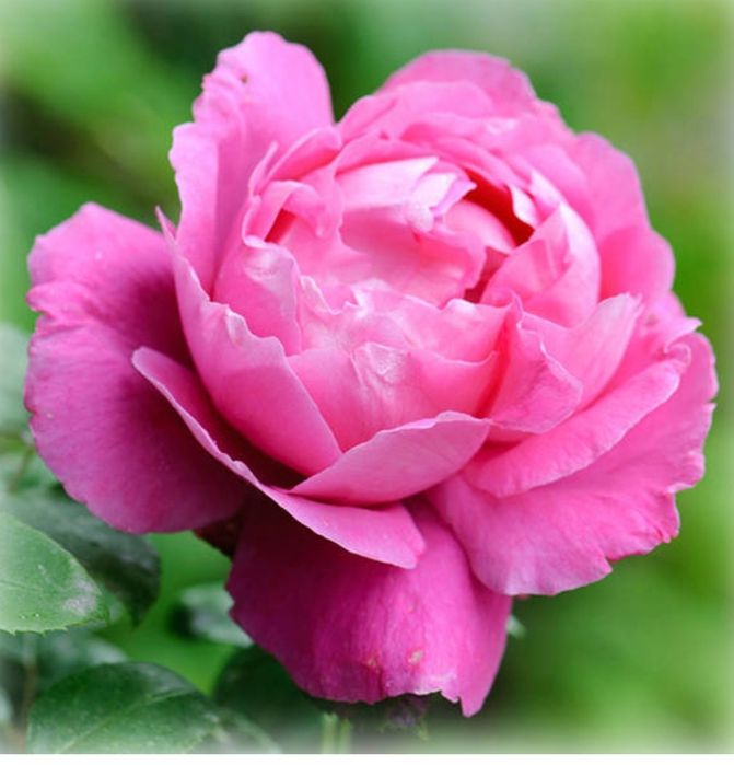 Троянда Поль Нейрон