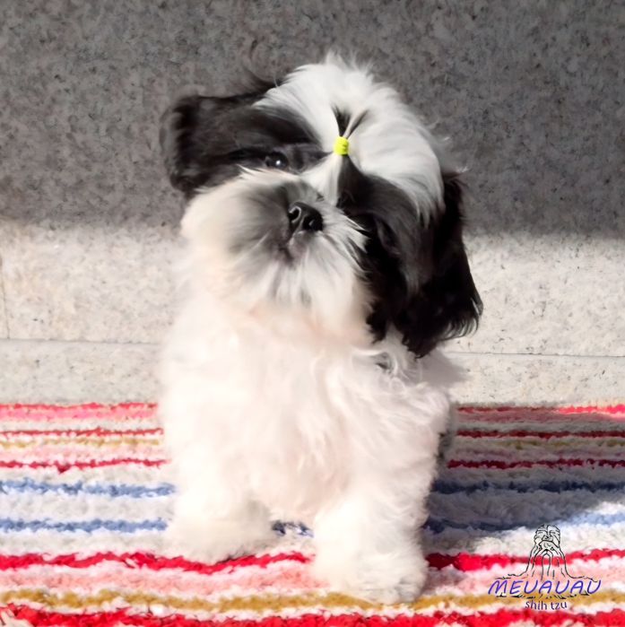 Filhote Macho Shih Tzu