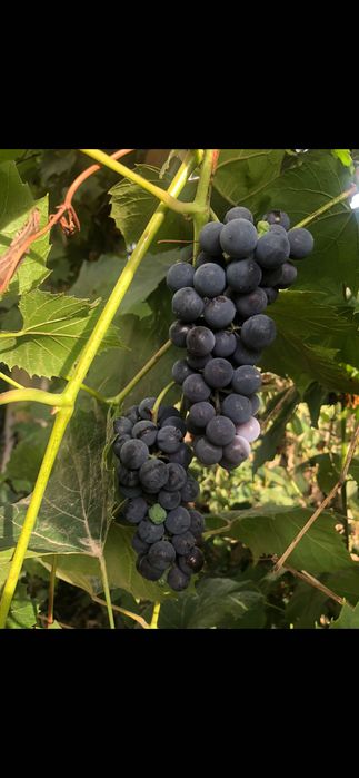 Winogrona ciemne, słodkie