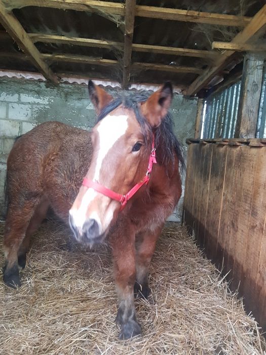 Źrebak ogier 16 miesięcy