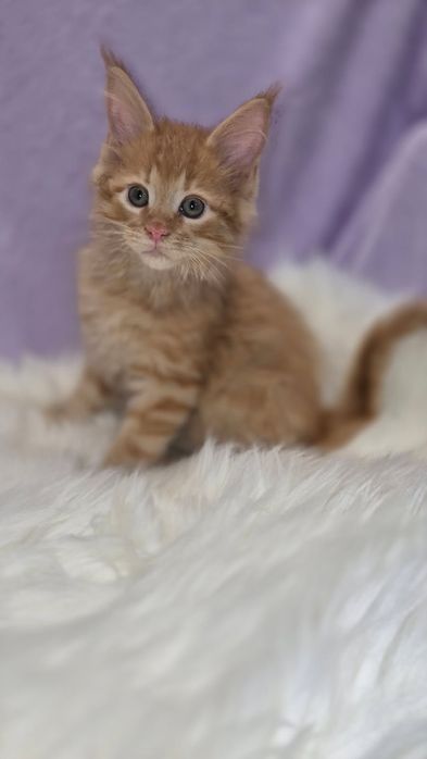 Śliczny kocurek Maine Coon