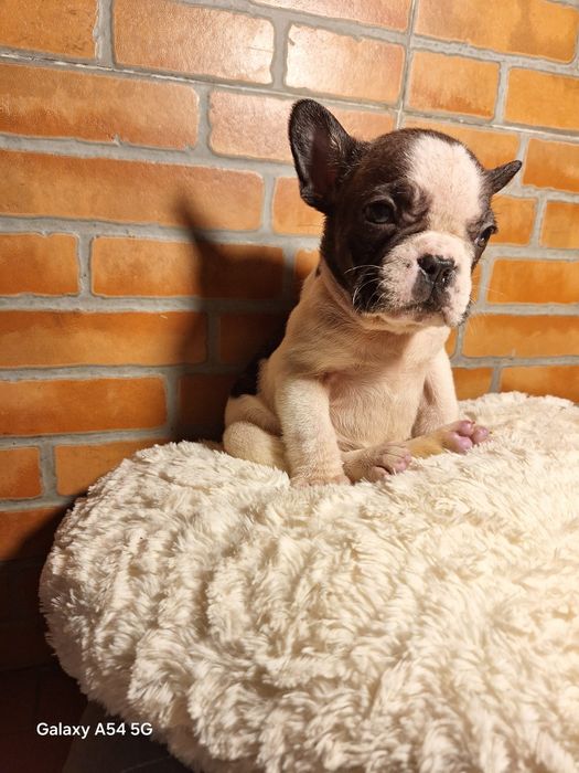 Bulldog Francês Menino