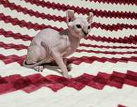 Котенок Эльф. Девочка.