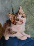Pilne!! 3 mcz.pięknie umaszczone koteczki czekają na adopcję  Jasło