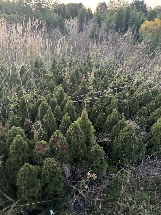 Thuja Likwidacja szkółki drzew i krzewów ozdobnych! Okazyjne ceny!