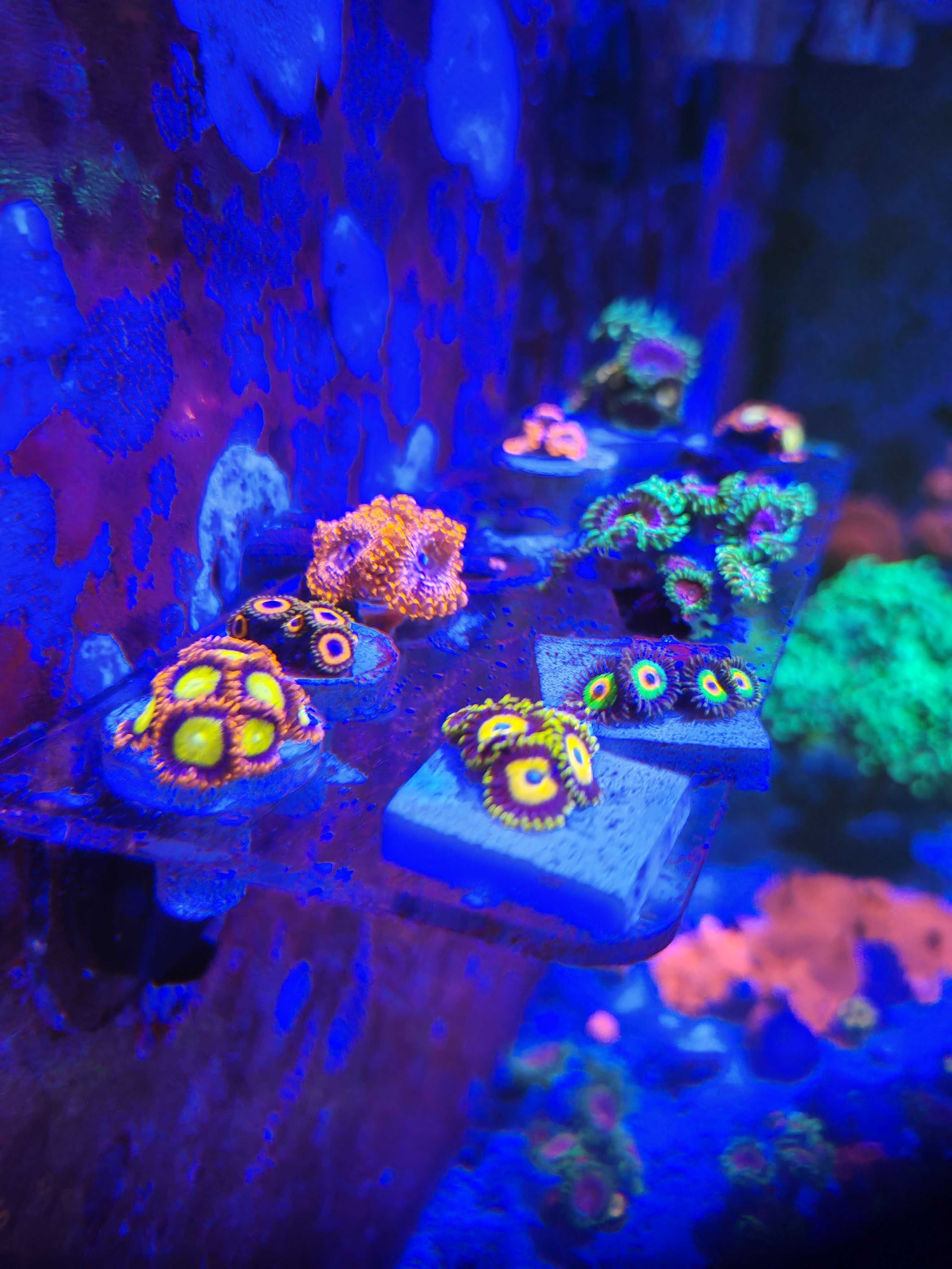Pakiet Zoa Zoanthus 6 odmian Rasta, Lime Chilli, Utter Chaos i inne