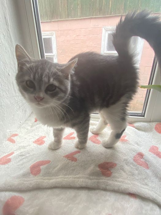 Котята в хорошие ручки