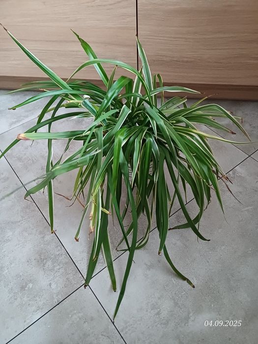 Zielistka z doniczką