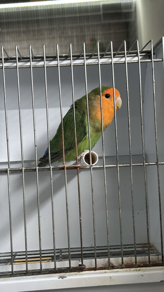 Casal agapornis portador de lutino