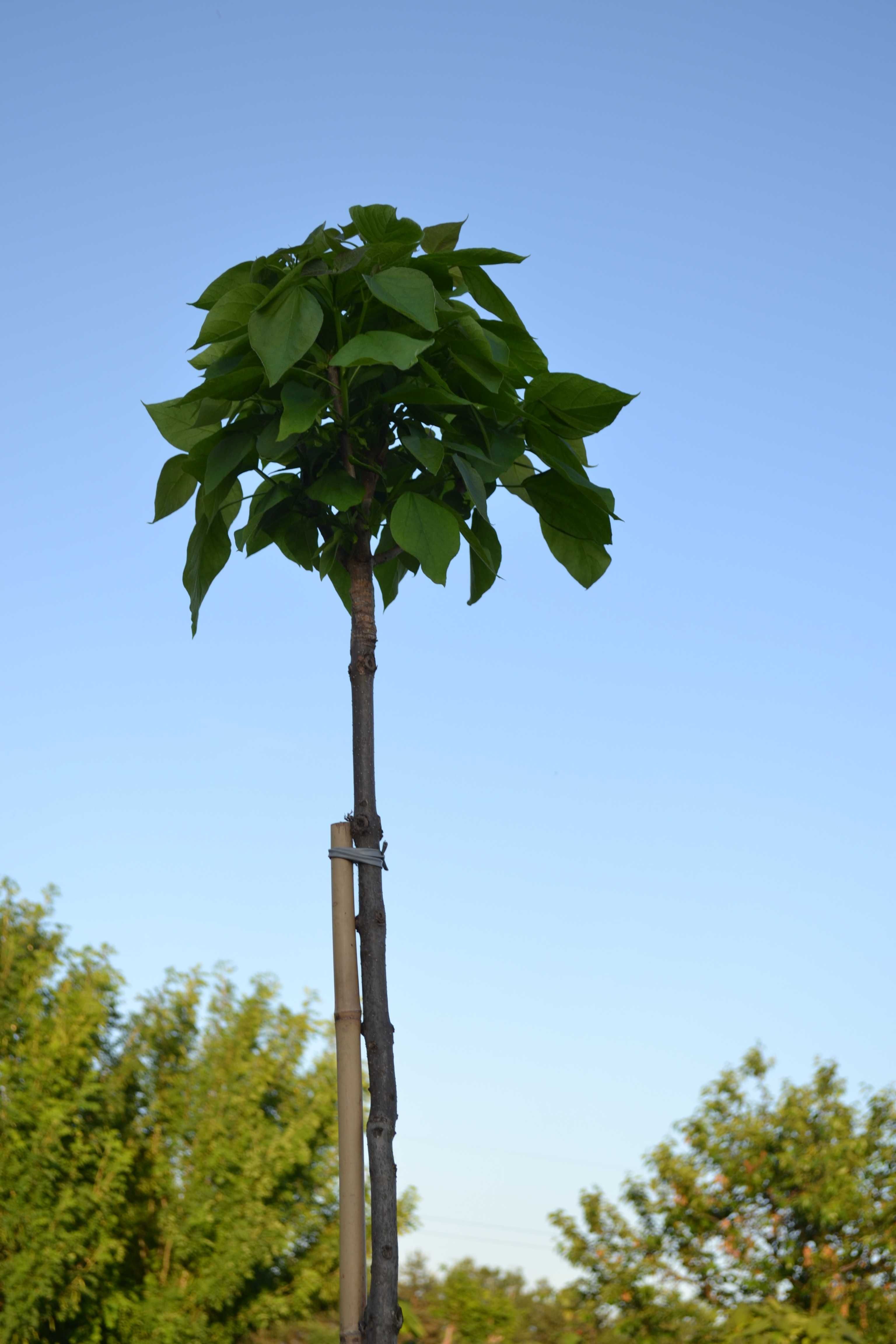 surmia "nana" katalpa, catalpa, szczepiony 1,6- 1,8m, obwód 8-10 cm