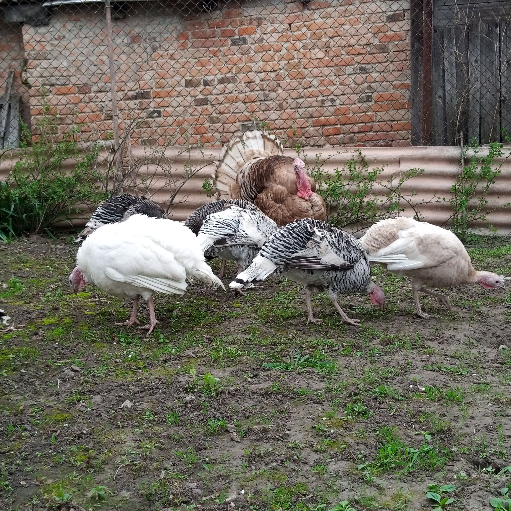 Продам інкубаційні яйця індиків
