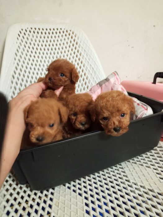 Мікро дітки МальтіпуF2