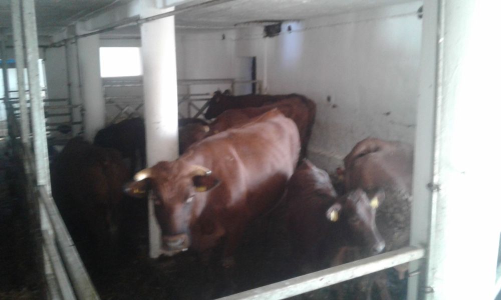 Byk rasy Polska Czerwona z Zasobów Genetycznych