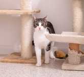 kocurek Bobi do adopcji