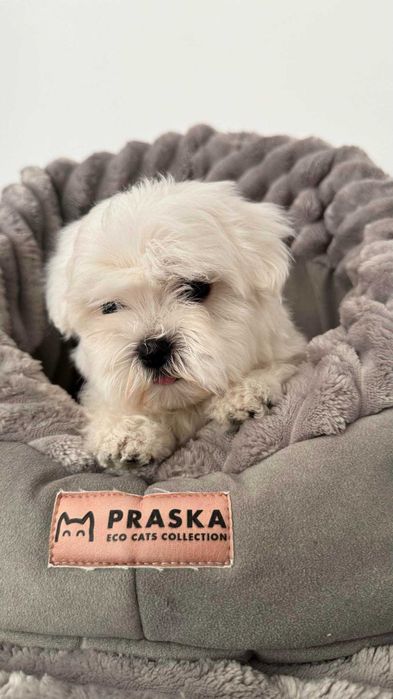 Maltańczyk Piękny z Metryczką. Pies-Chłopczyk. Do odbioru.