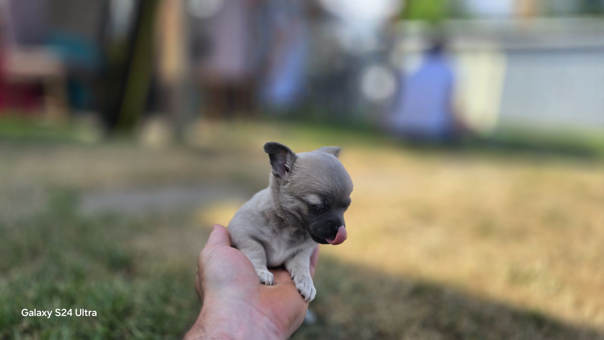 Śliczna Chihuahua suczka