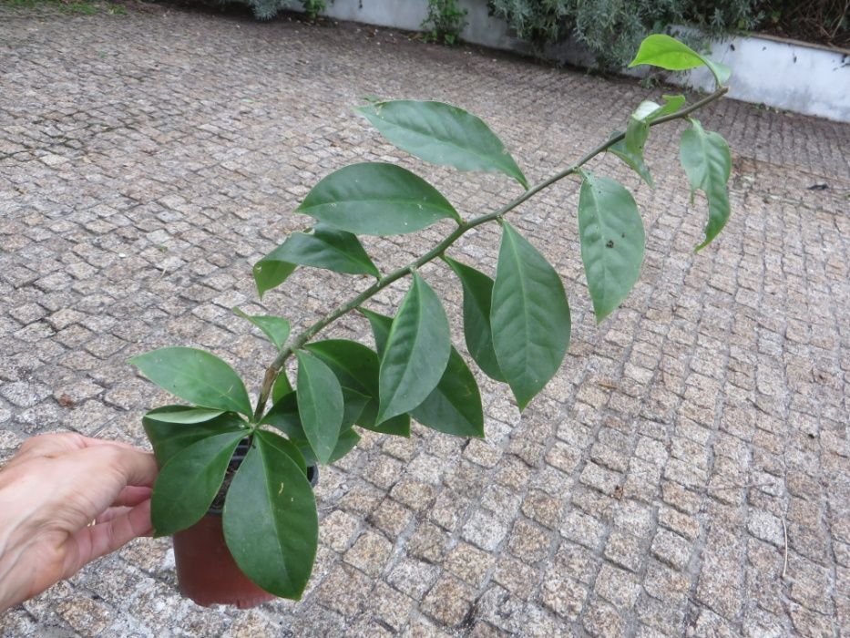 Planta Ora-Pró-Nóbis (pereskia aculeata) - vaso de 9 cm