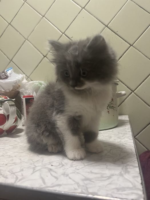 отдам котят девочку и мальчика