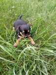 Chihuahua mała suczka z rodowodem