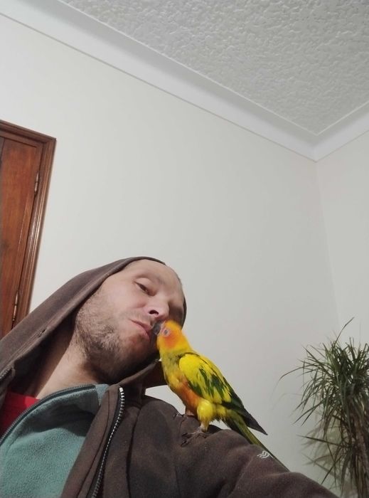 Aves domésticas aratinga  sol