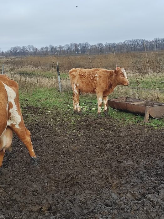 Продам тёлку 15000