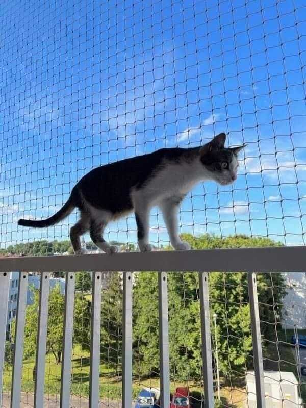 Siatka na balkon, siatka dla kota, siatki przeciw gołębiom