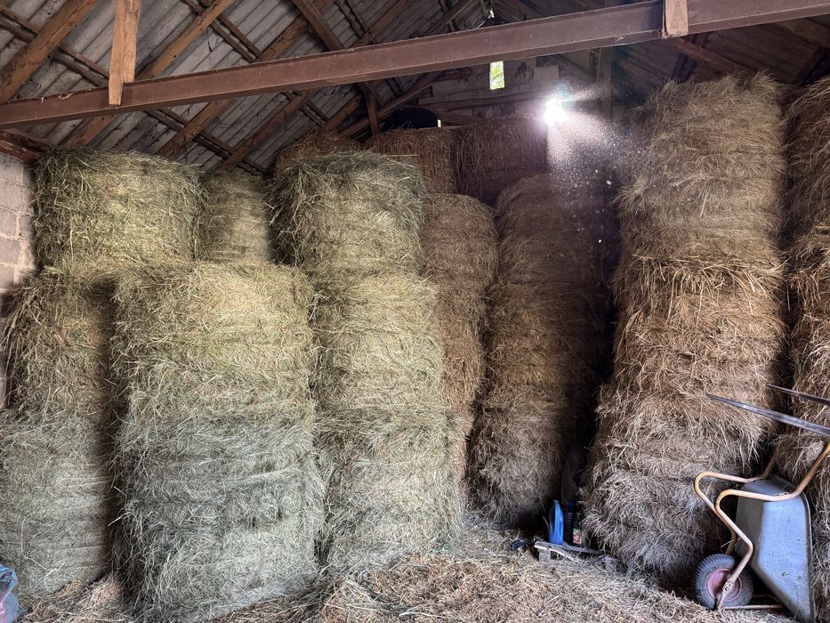 Sloma siano tegoroczne. 120x120