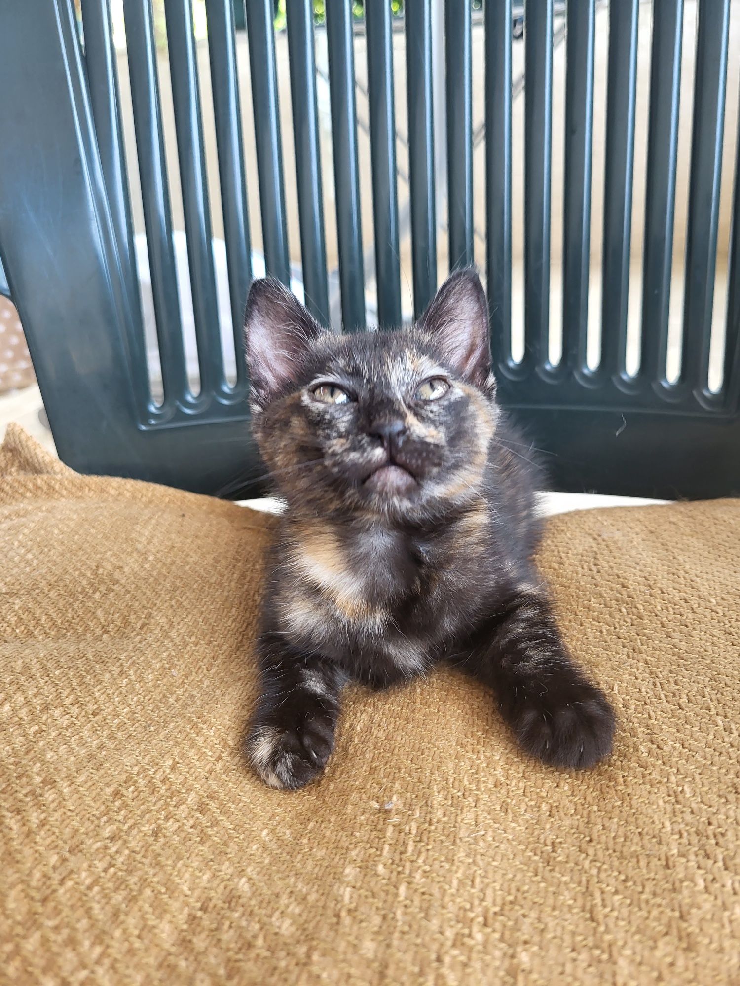 Gatinha para adotar