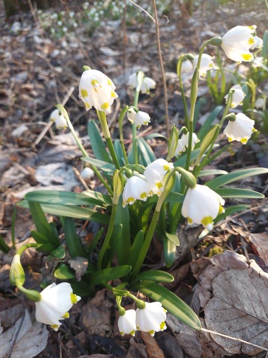 Śnieżyca wiosenna wysyłka