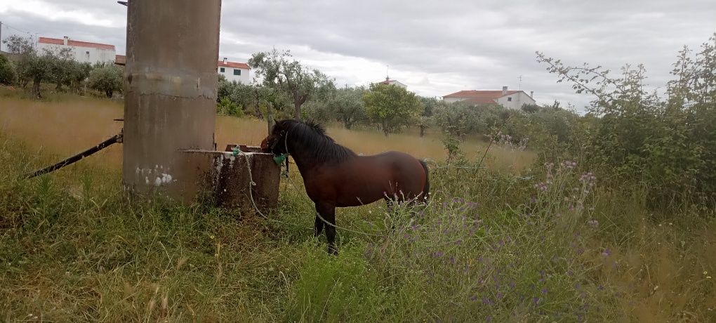 pónei muito manso