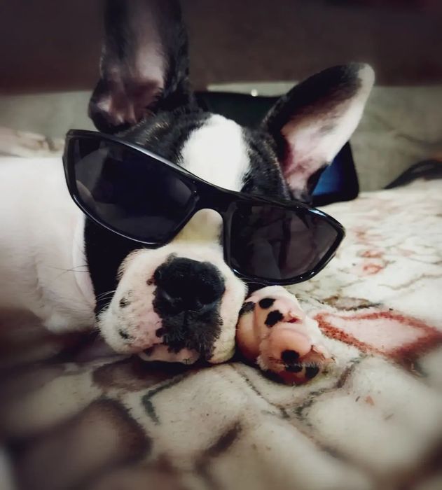 Buldog francuski na sprzedaż