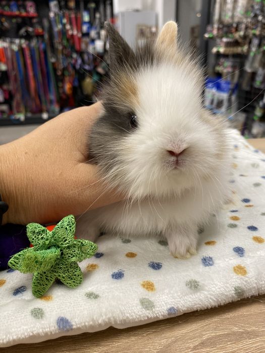 Królik karzełek miniaturka jak teddy trikolor zooanimals Ruda Śląska