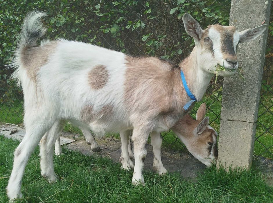 Sprzedam kozy młode