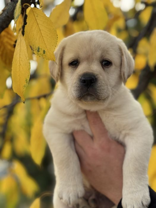 Справжній ведмедик , хлопчик з документами