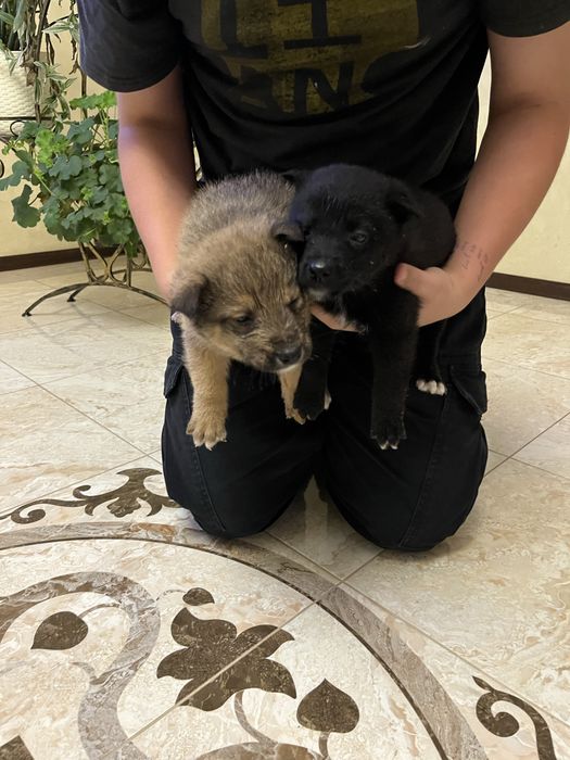 Цуценята від мами західносибірської лайки