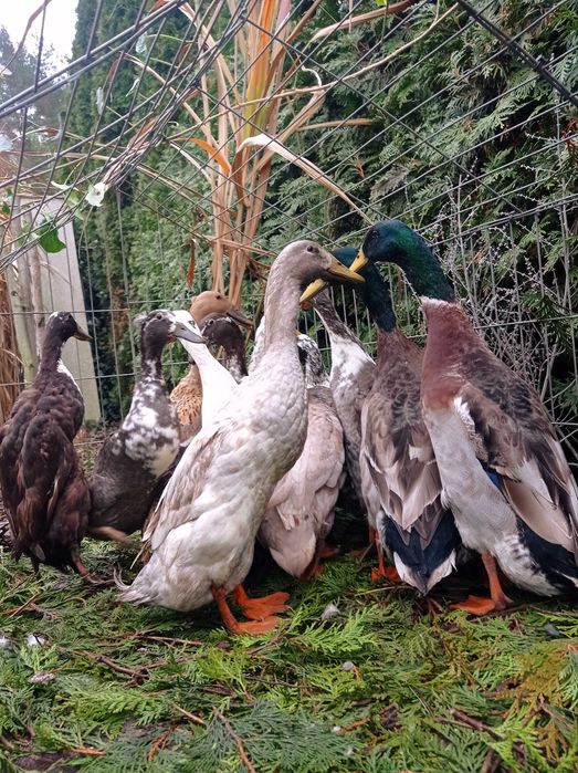 Biegus indyjski, biegusy, kaczki ozdobne, pary