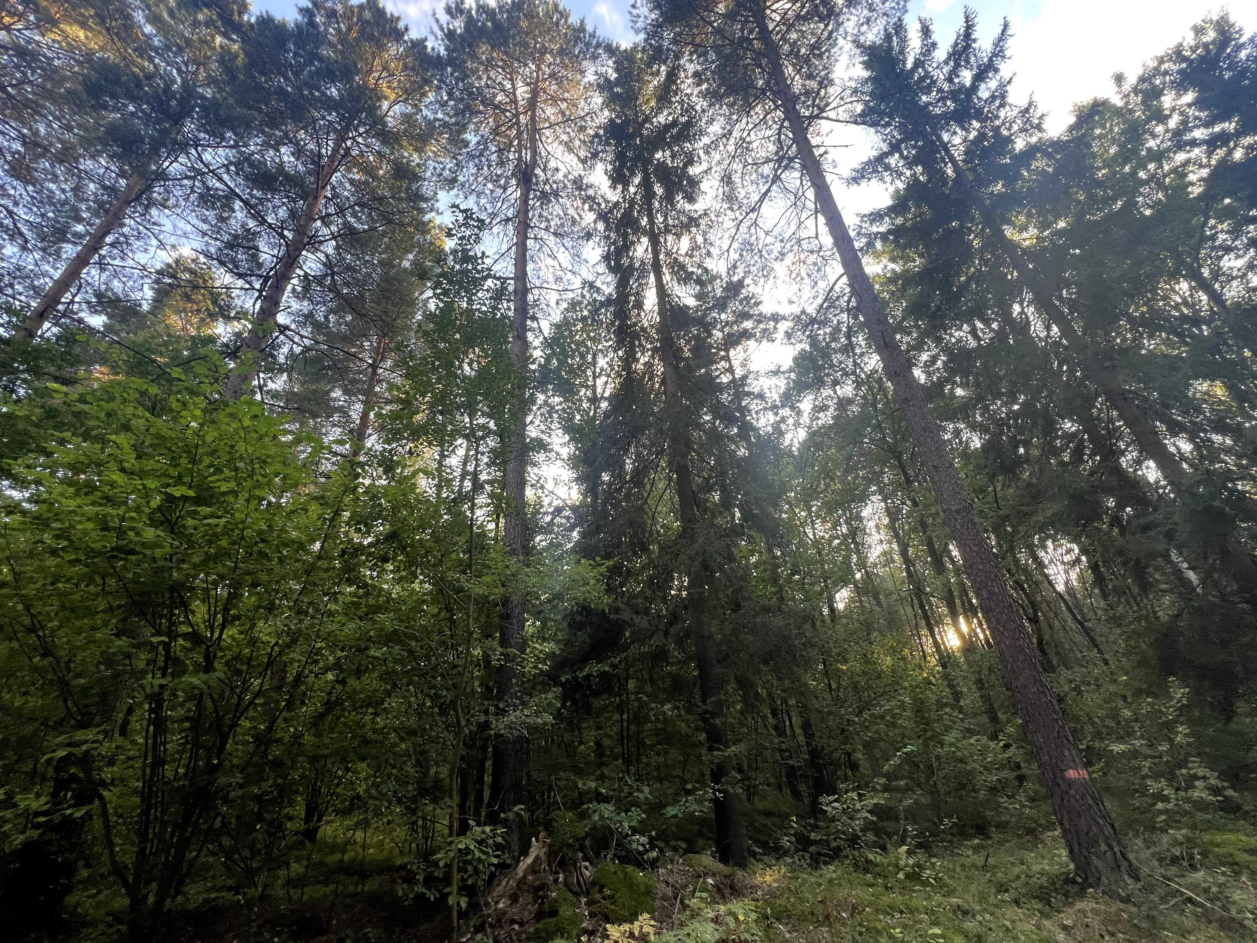 Las 1,7 ha przy S19 – Wiercień Duży gm Siemiatycze.