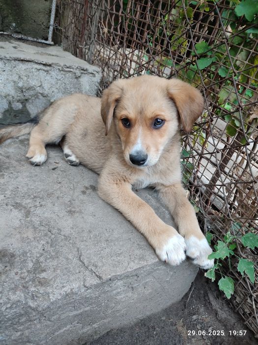 Красивые Щенки бесплатно