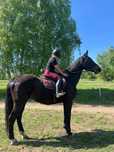Klacz sp 12lat 182cm