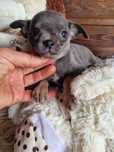Chihuahua  blue niebieski maleńki chlopczyk