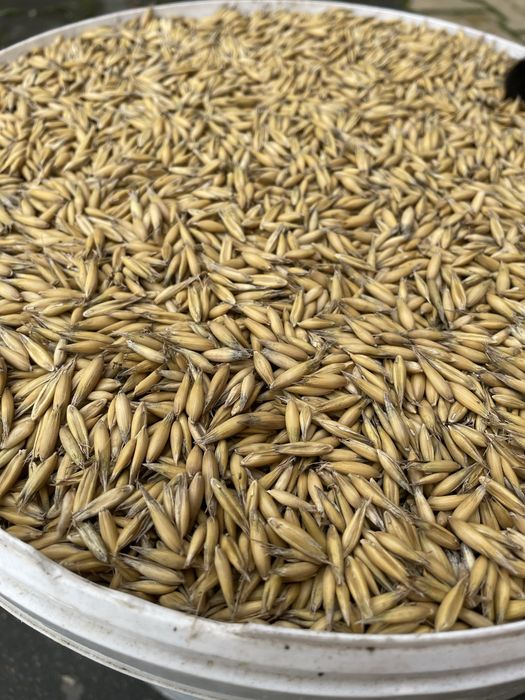 Sprzedam owies Rambo