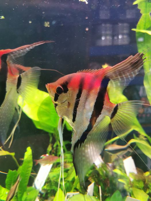 Skalar Manacapuru Nasza Hodowla Oryginał Dostawa Warszawa