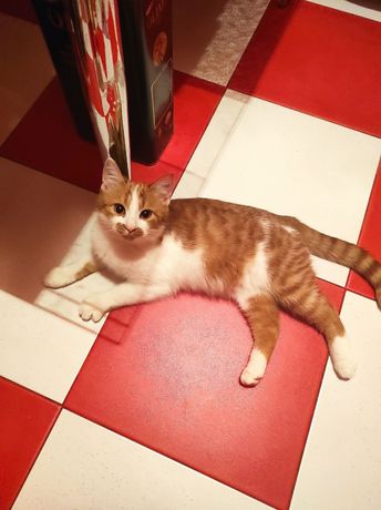 Кошка Пеппи рыже-белая 1 год стерилизована лоток знает