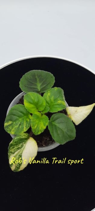 Фіалки химери листові