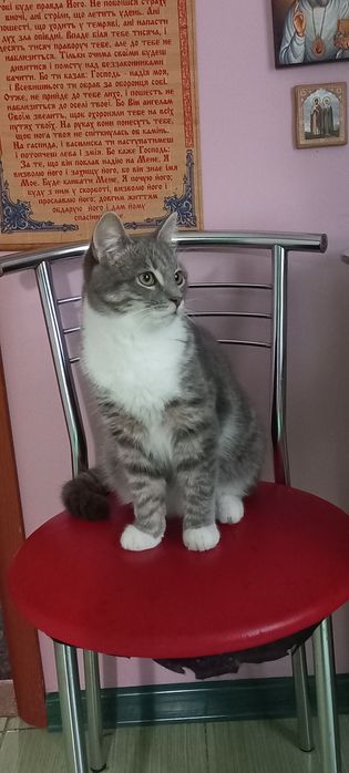 Віддам в добрі турботливі руки
