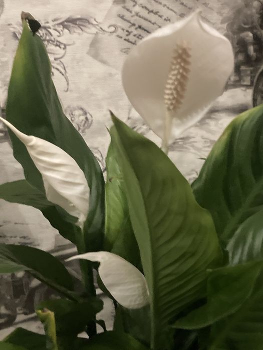 Продам фикус