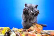 Gatinho Scottish Straight azul